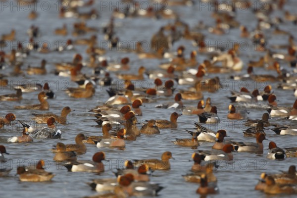 Eurasian Wigeon (Mareca penelope), Netherlands