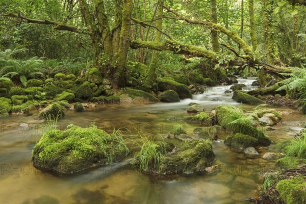 Gorgua river, Ourense, Galicia, Spain
