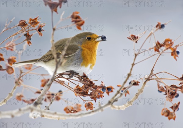 European Robin (Erithacus rubecula) eating berries, Aosta Valley, Italy