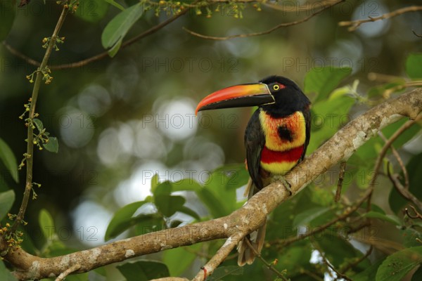 Fiery-billed Aracari, Pteroglossus frantzii, bird with big bill. Toucan sitting on the branch in the forest, Boca Tapada, Laguna de Lagarto Lodge, Costa Rica. Nature bird travel in central America