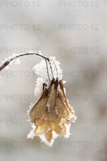 Ice crystals from roarfrost on Amur maple (Acer tataricum subsp. ginnala) seeds at sunshine in winter, Bavaria, Germany