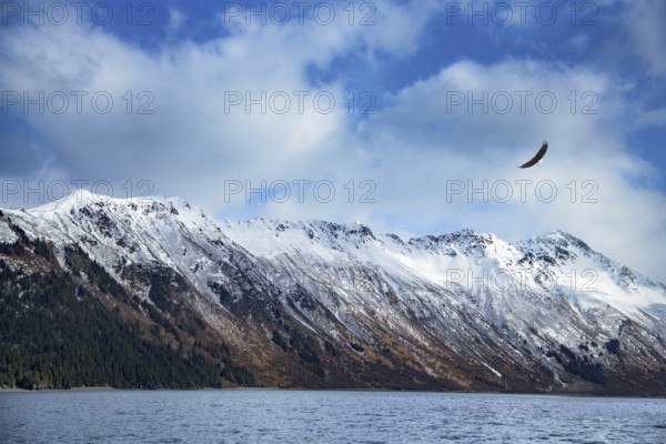 Bald Eagle (Haliaeetus leucocephalus) flying, Alaska, USA