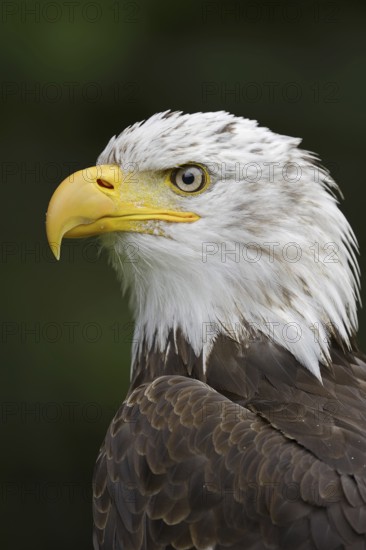 Bald eagle (Haliaeetus leucocephalus), portrait, captive, occurrence in North America