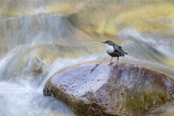 White-throated Dipper (Cinclus cinclus), sitting on a stone in a stream, Stans, Tyrol, Austria