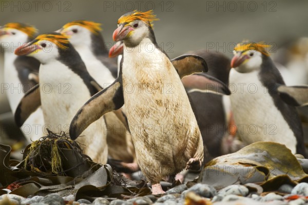 Royal Penguin (Eudyptes schlegeli), Macquarie Island, Australia