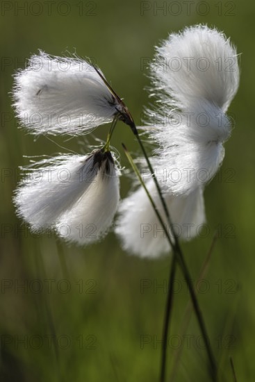 Common cottongrass (Eriophorum angustifolium), Emsland, Lower Saxony, Germany