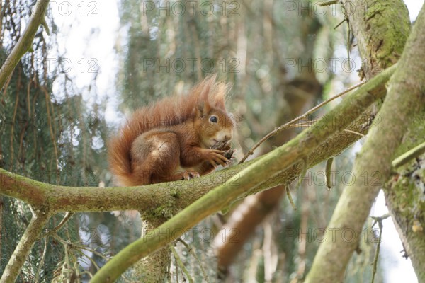 Red squirrel on a tree. Bad Salzschlirf, Hessen, Germany