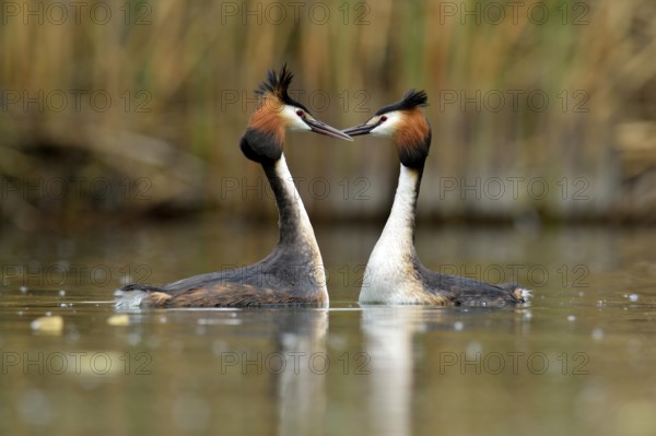 Great Crested Grebes (Podiceps cristatus) during a courtship display, Lake Lucerne, Luzern, Canton of Lucerne, Switzerland