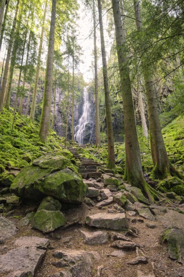 A waterfall in a densely overgrown forest with a stony path, Burgbach waterfall, Bad Rippoldsau-Schapbach, Black Forest, Germany