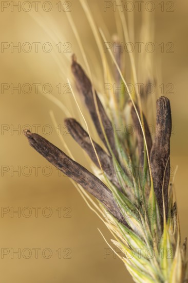 Ergot mushroom Claviceps purpurea on a ripe ear of grain