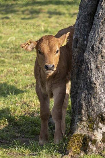 Murnau Werdenfelser cattle, calf, cow, cows in a meadow, Bad Heilbrunn, Upper Bavaria, Bavaria, Germany