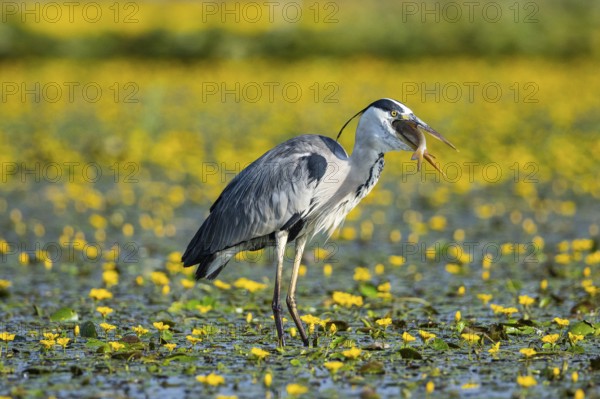 Grey heron (Ardea cinerea) amidst flowering sea pots (Nymphoides peltata) Hungary