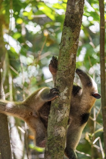 Northern tamandua (Tamandua mexicana), anteater foraging on a branch, in the rainforest, Corcovado National Park, Osa, Puntarena Province, Costa Rica