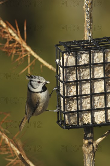 Crested Tit (Lophophanes cristatus) at winter feeding, Allgäu, Bavaria, Germany