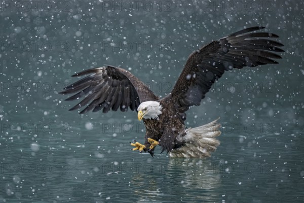 Bald Eagle (Haliaeetus leucocephalus) hunting, Alaska, USA