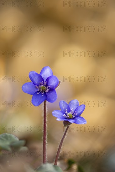 Blooming liverwort (Anemone hepatica), early bloomer, Steinhagen, Lower Saxony, Germany