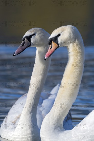 Mute swan (Cygnus olor), fish ponds, Güssing, Burgenland, Austria