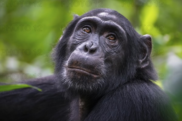 Animal portrait, chimpanzee (Pan Troglodytes) looking longingly, hopeful, adult male between leaves in the jungle, Kibale National Park, Uganda