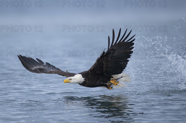 Bald Eagle (Haliaeetus leucocephalus) hunting, Alaska, USA