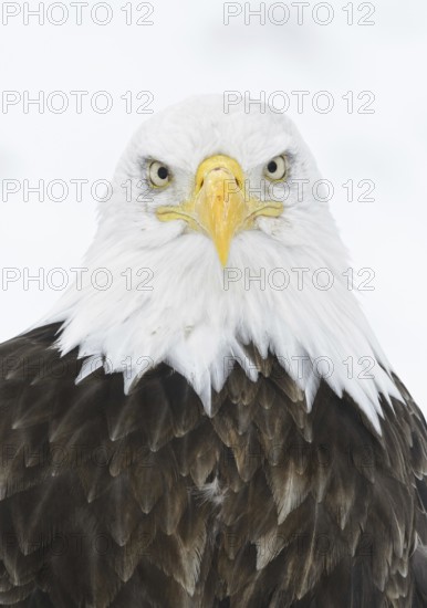 Bald Eagle (Haliaeetus leucocephalus), Alaska, USA