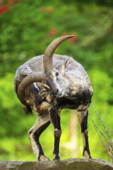 Bharal (Pseudois nayaur), standing on a rock, Bavaria, Germany