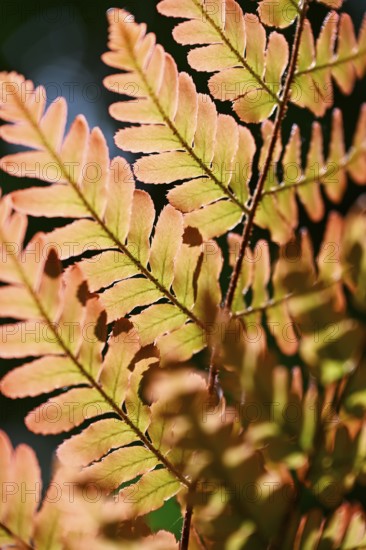 Red veil fern (Dryopteris erythrosora)