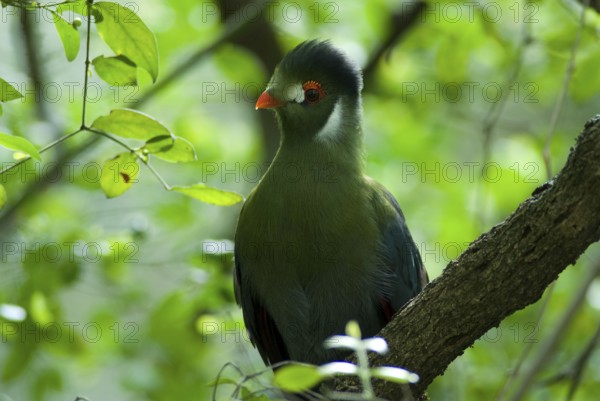 White-cheeked Turaco (Tauraco leucotis leucotis), Ethiopia