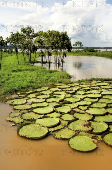 Victoria or Giant lilies (Victoria boliviana) on the Amazon River, Brazil