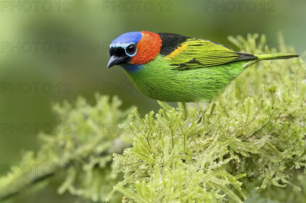 Red-necked Tanager (Tangara cyanocephala) perched on a branch in the Atlantic Rainforest of Brazil