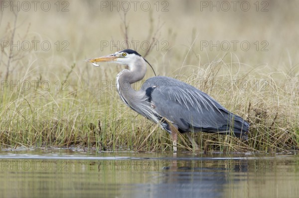 Great Blue Heron (Ardea herodias), British Columbia, Canada