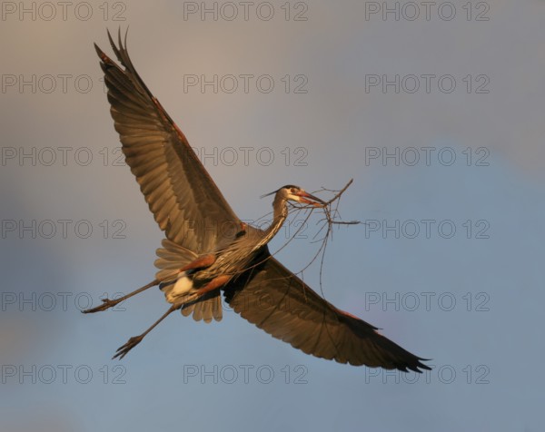 Great Blue Heron (Ardea herodias) flying, Ohio, USA