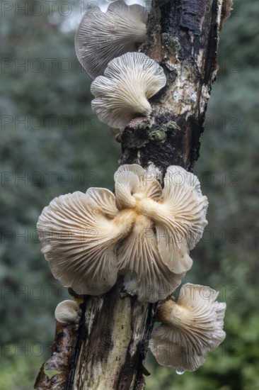 Branched oyster fungus (Pleurotus cornucopiae), Emsland, Lower Saxony, Germany