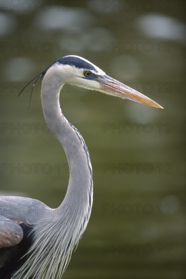 Great Blue Heron (Ardea herodias), Arizona, USA