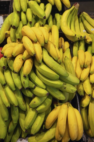 Ripe and unripe bananas (Musa), Bavaria, Germany