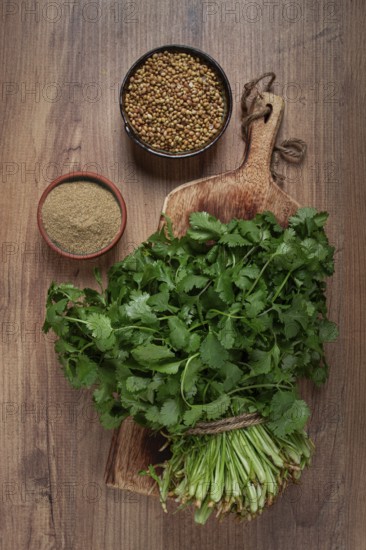 A bunch of fresh cilantro, coriander seeds and powder bowls, close-up, top view, no people, food and drinks