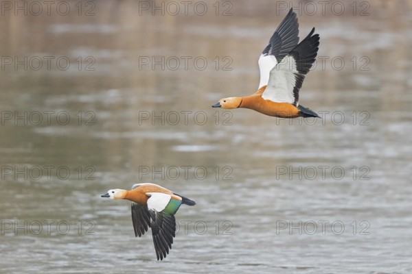 Ruddy Shelduck (Tadorna ferruginea) pair flying, Baden-Wuerttemberg, Germany