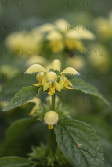 Golden Nettle (Lamium galeobdolon), Emsland, Lower Saxony, Germany