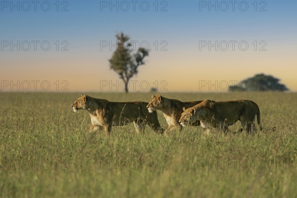 Löwe (Panthera leo) drei Weibchen durchstreifen zusammen die Savanne, Serengeti, Tansania | African Lion (Panthera leo) three females hunting and sneaking up together in savanna, Serengeti National Park; Tanzania