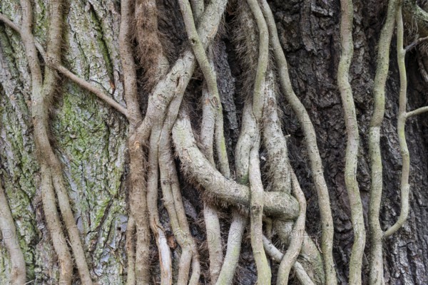 Strong root system of ivy (Hedera helix) overgrows tree trunk, Frankfurt-Nied, Frankfurt am Main, Hesse, Germany