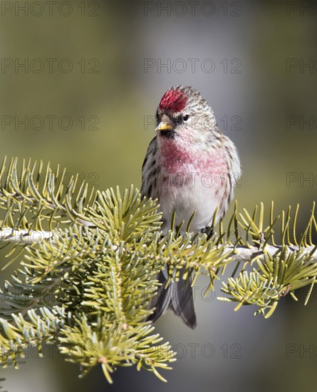 Common Redpoll (Acanthis flammea), Saskatchewan, Canada