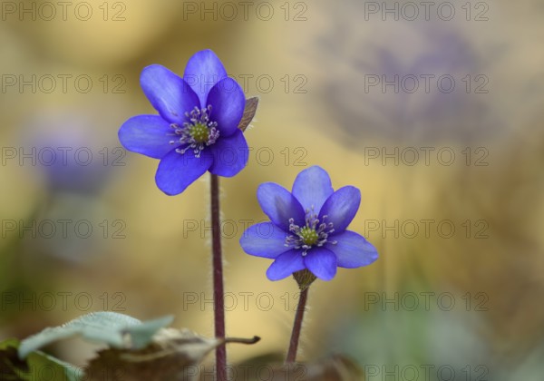 Blooming liverwort (Anemone hepatica), early bloomer, Steinhagen, Lower Saxony, Germany