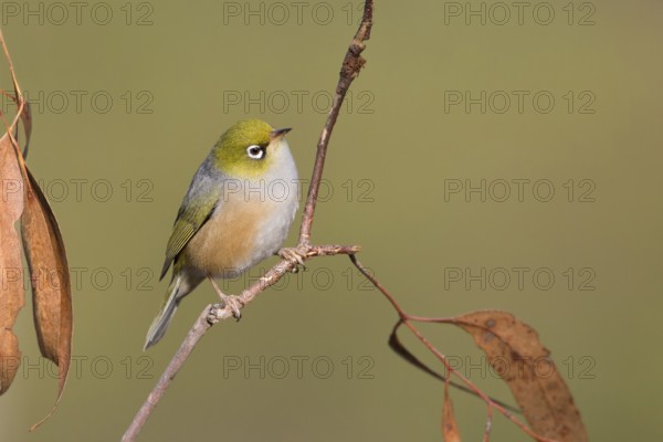 Silvereye (Zosterops lateralis), Victoria, Australia