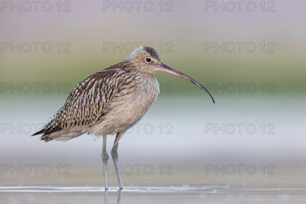 Eurasian curlew, curlew, (Numenius arquata), snipe family, biotope, habitat, food cue Salalah, Raysut, Dhofar, Oman
