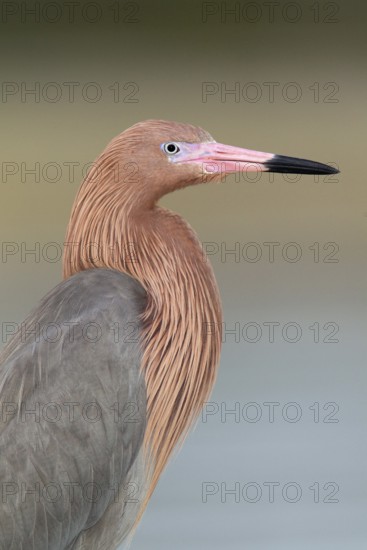 Reddish Egret (Egretta rufescens), Florida, USA