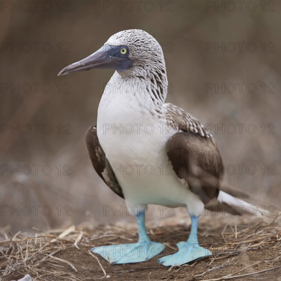Blue-footed Booby (Sula nebouxii), Ecuador