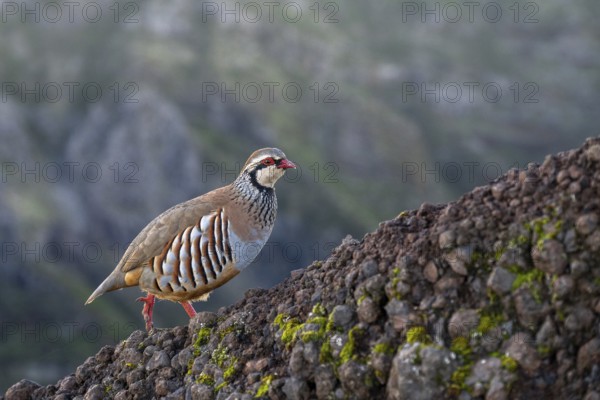 Red-legged partridge (Alectoris rufa), Madeira, Portugal