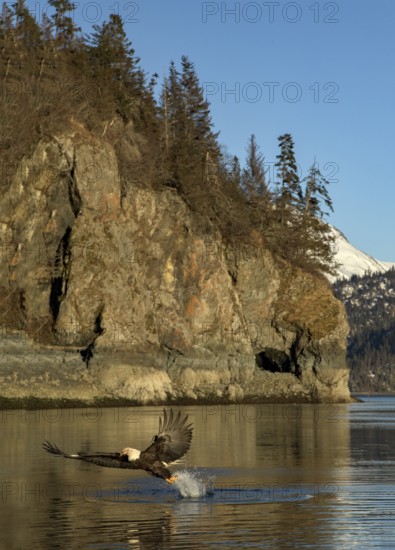 Bald Eagle (Haliaeetus leucocephalus) catching fish, Alaska, USA