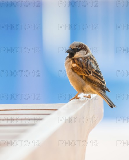 House sparrow (Passer domesticus) or sparrow or house sparrow, male, sitting on a wooden sun lounger, the blue of a pool in the background, cultural successor, Peguera or Paguera, Majorca, Balearic Islands, Spain