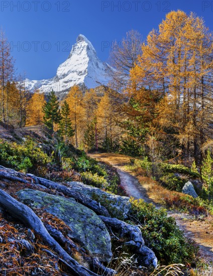 Hiking trail on the Riffelalp with golden yellow larches and Matterhorn 4478m in autumn, Zermatt, Mattertal, Valais, Switzerland