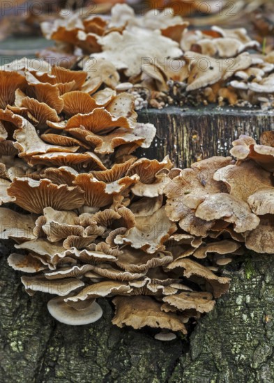 Bitter oyster, bitter oysterling, astringent panus, luminescent panellus, stiptic fungus (Panellus stipticus) (Agaricus stypticus) growing on tree trunk